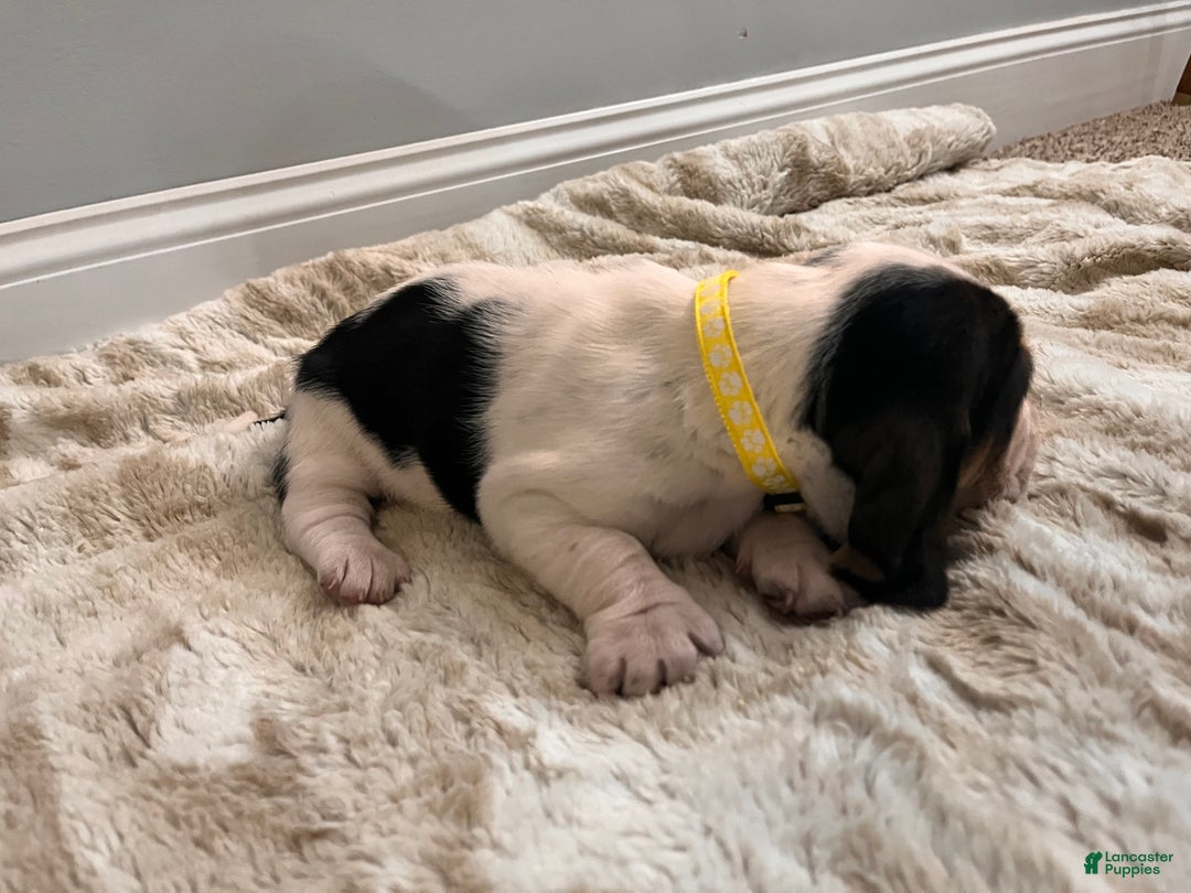 Basset Hound dogs for sale: Nelly - Ad 4
