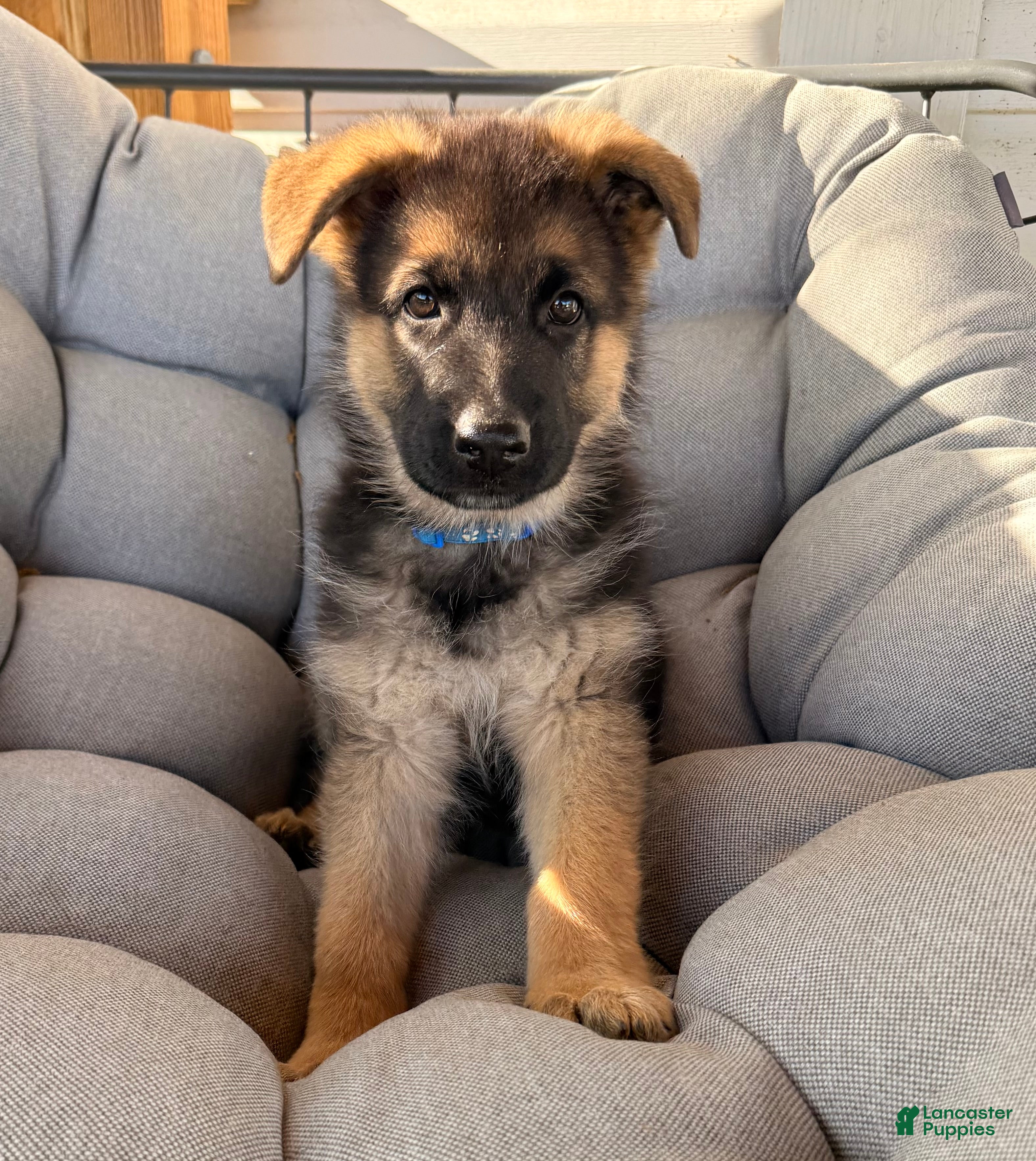 German Shepherd dogs Harley - Ad 39