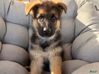 German Shepherd dogs Harley - Ad 39