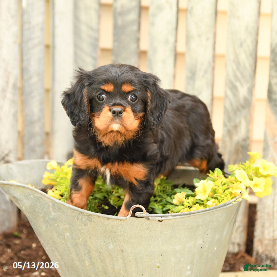 Cavalier King Charles Spaniel dogs Smores - Ad 2