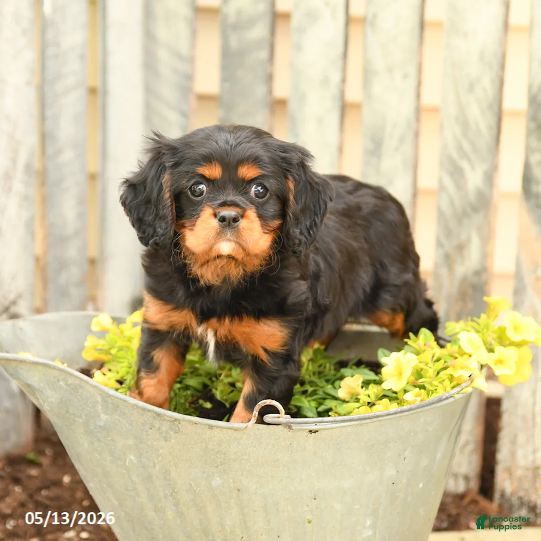 Cavalier King Charles Spaniel dogs for sale: Smores - Ad 2