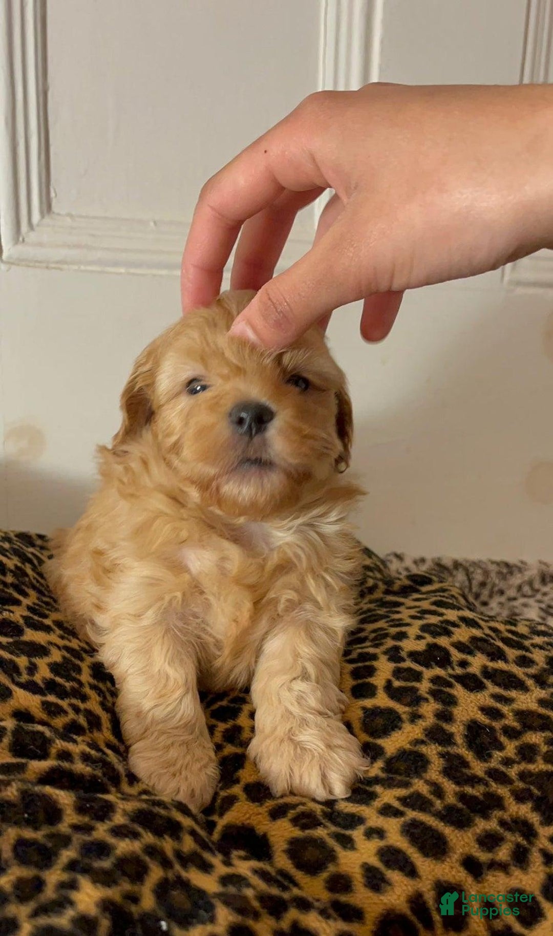 Maltipoo dogs for sale: Sara - Ad 13