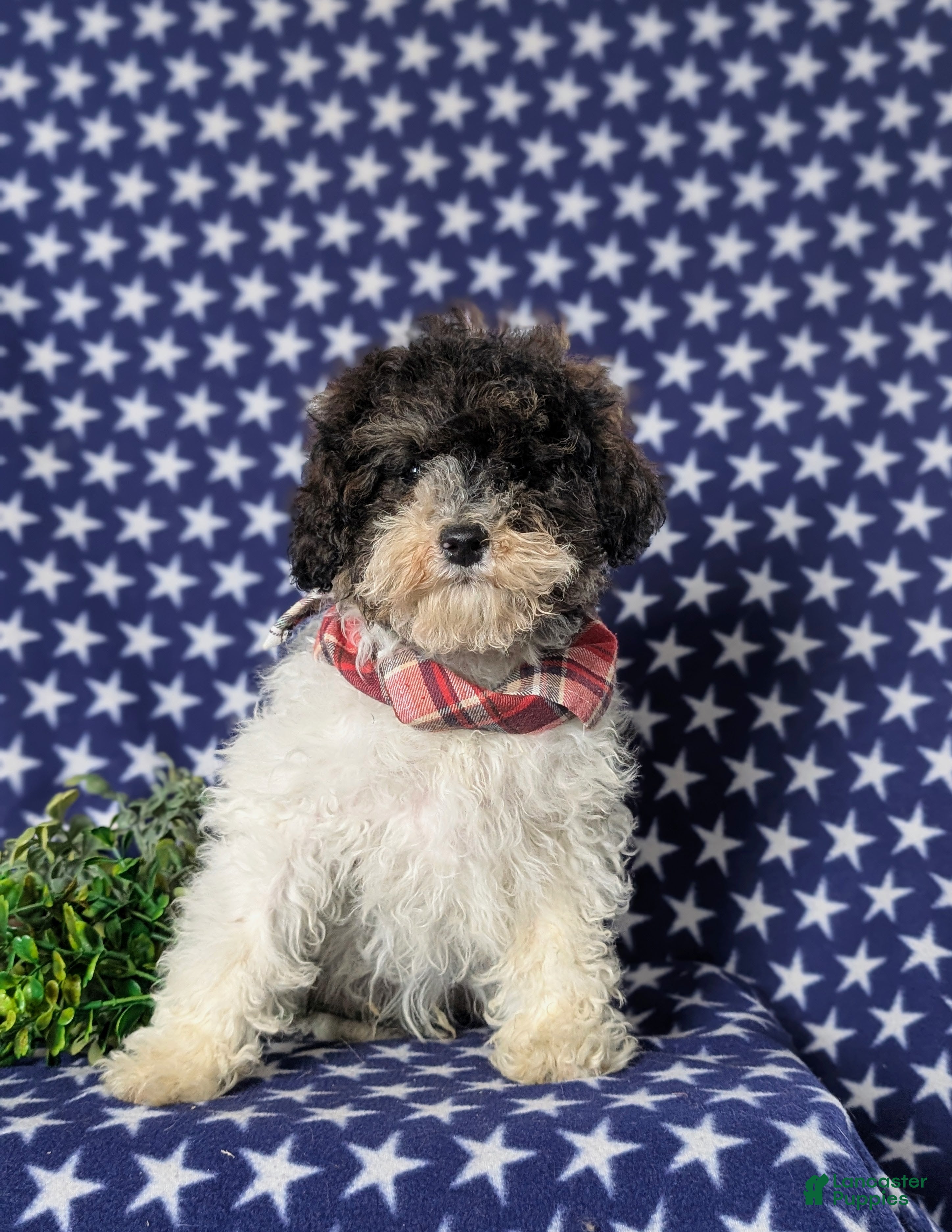 Miniature Poodle dogs Claude 9 lbs Full Grown - Ad 1