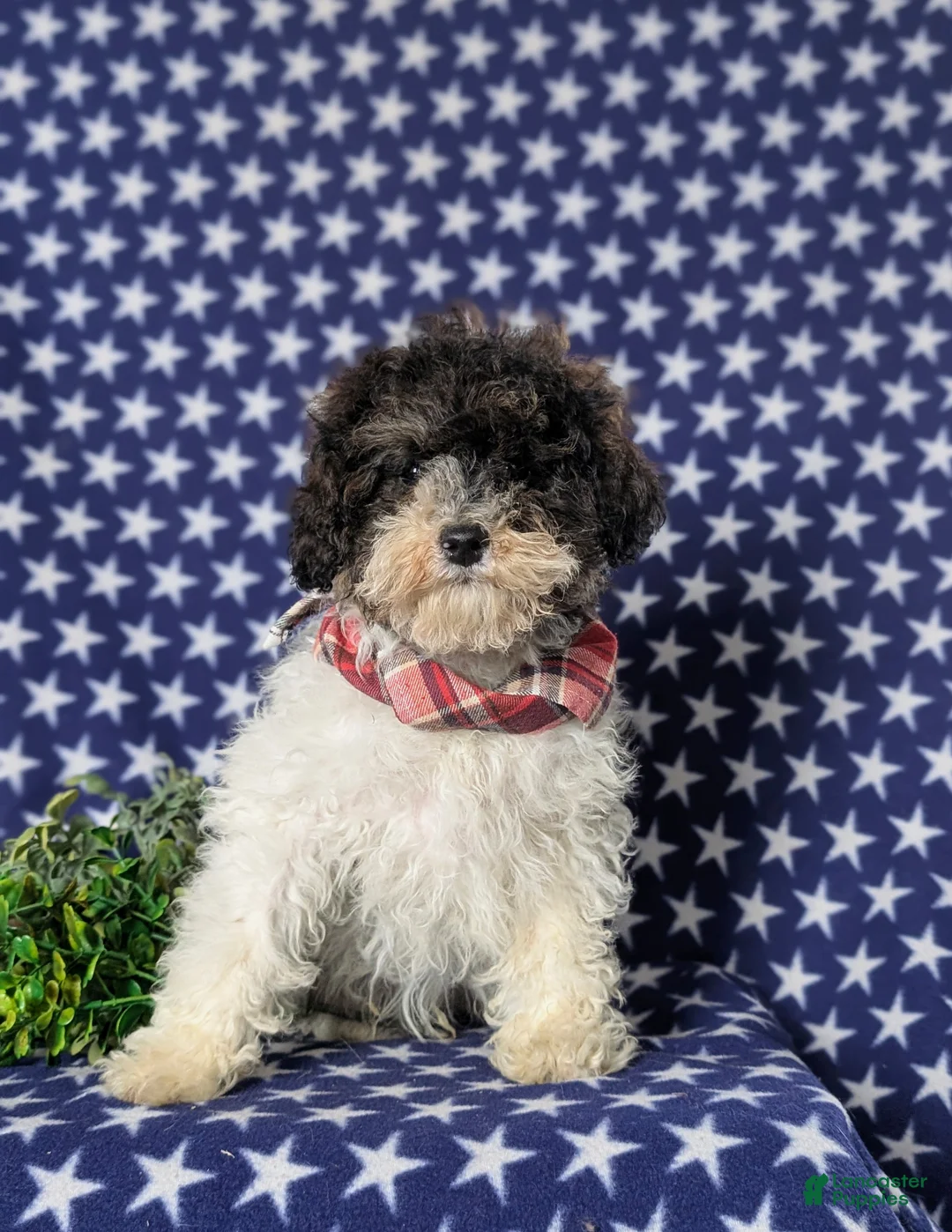 Miniature Poodle dogs for sale: Claude 9 lbs Full Grown - Ad 2
