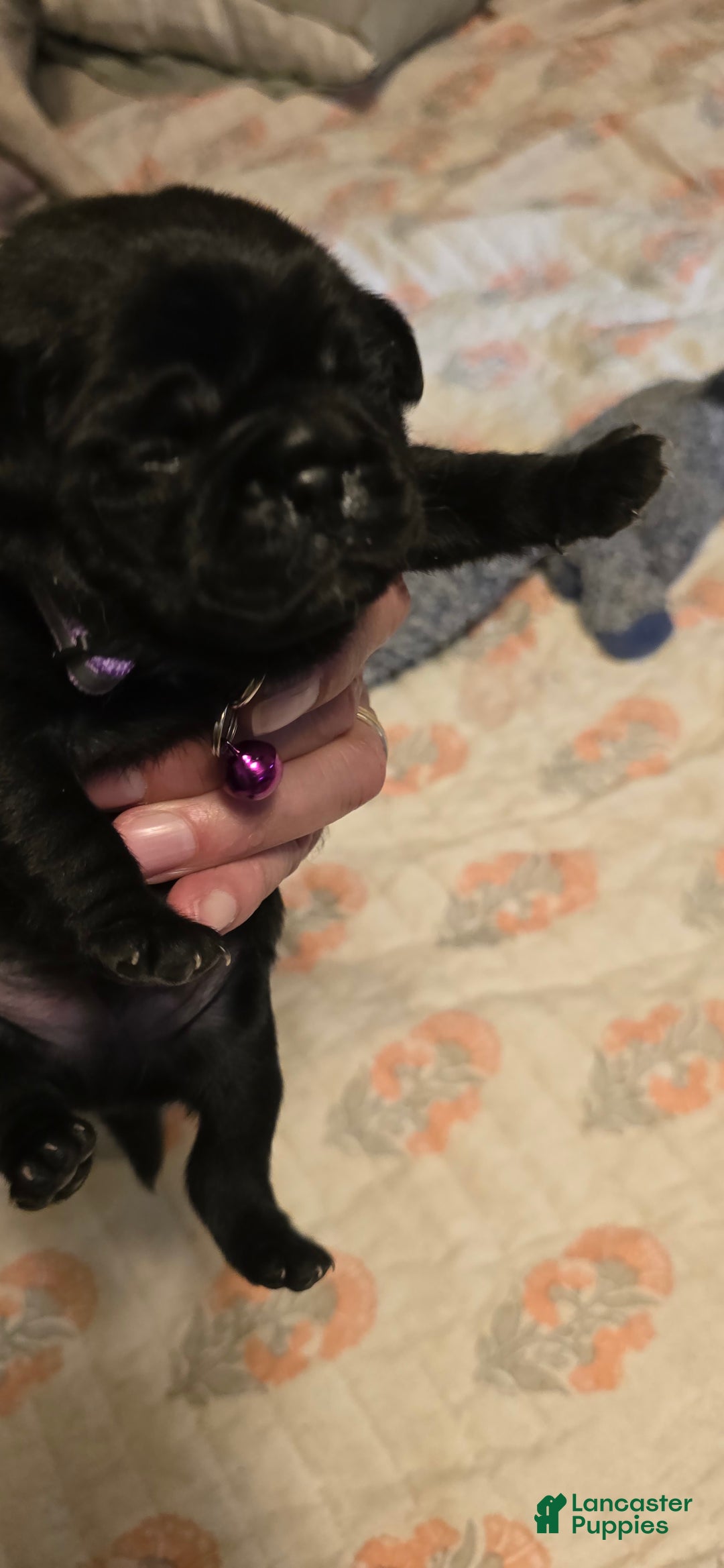 Pug dogs for sale: David Lee - Ad 2