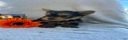 Yorkshire Terrier dogs for sale: Wayne - Ad 1