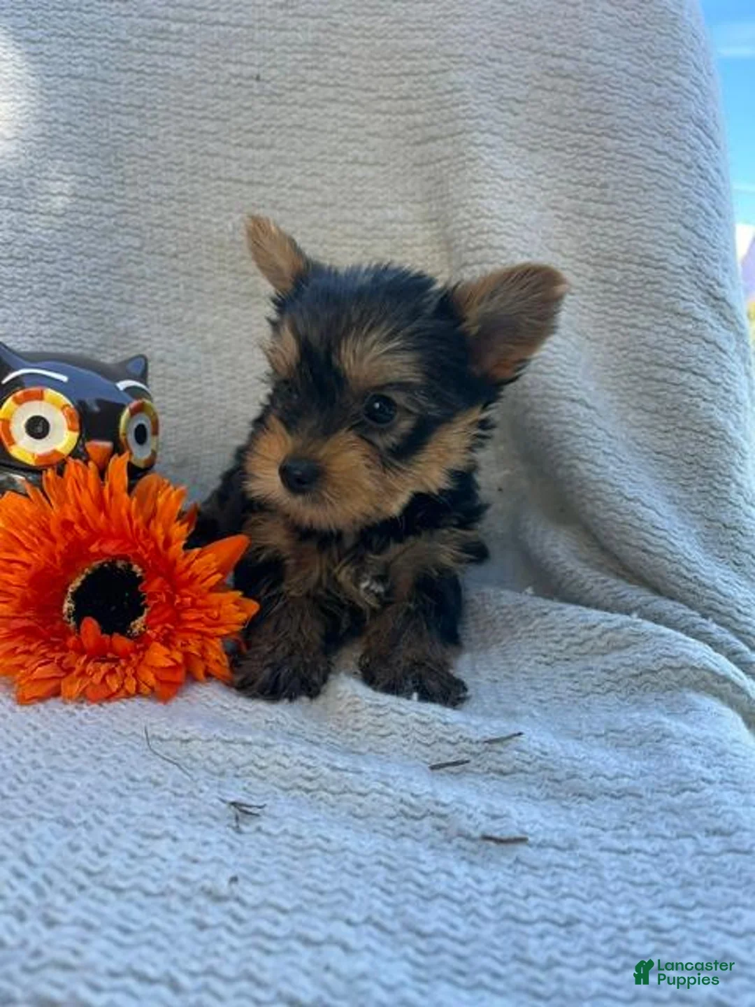 Yorkshire Terrier dogs for sale: Wayne - Ad 1