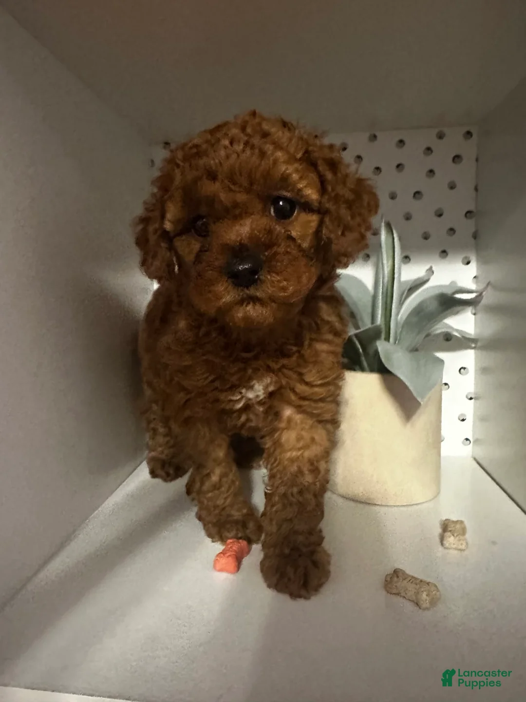 Gallery Image {{count}}