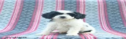 Cavapoo dogs for sale: Winslow  - Ad 4