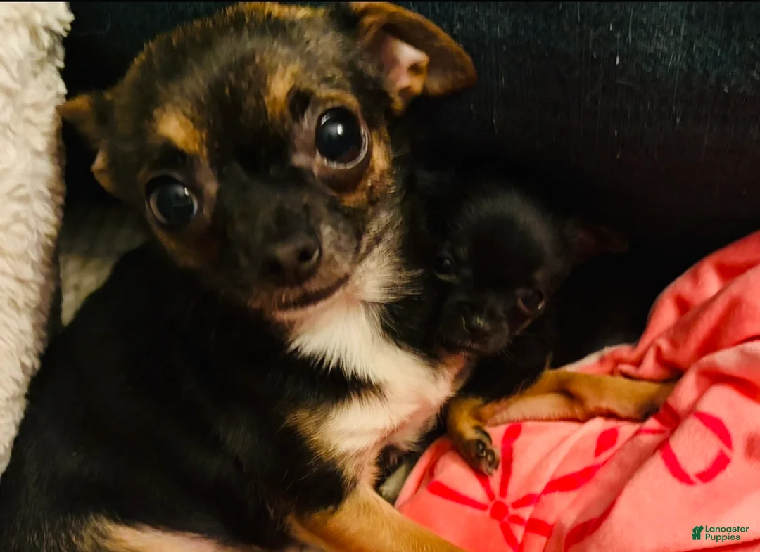 Chihuahua dogs for sale: Daisy - Ad 13