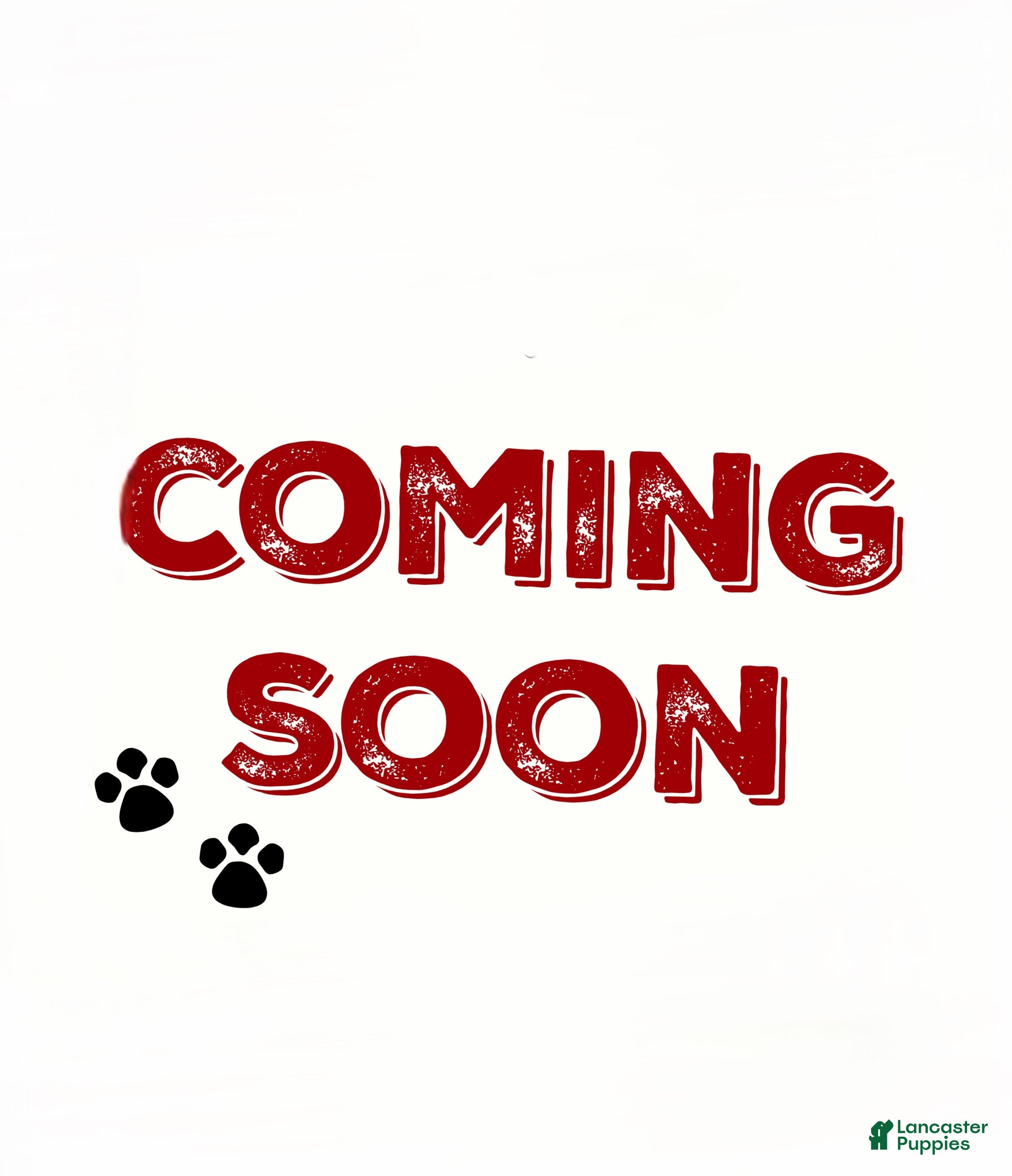 Labrador Retriever dogs Magneto - Ad 33
