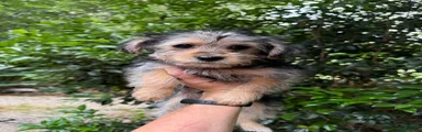 Yorkiepoo 3