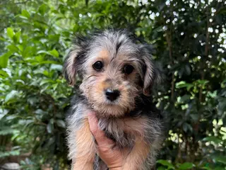 Yorkiepoo dogs Yorkiepoo 3 - Ad 2