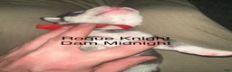 Siberian Husky dogs for sale: Roque Knight - Ad 4