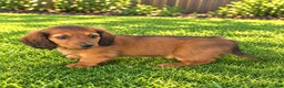 Miniature Dachshund dogs for sale: Barbie - Ad 4