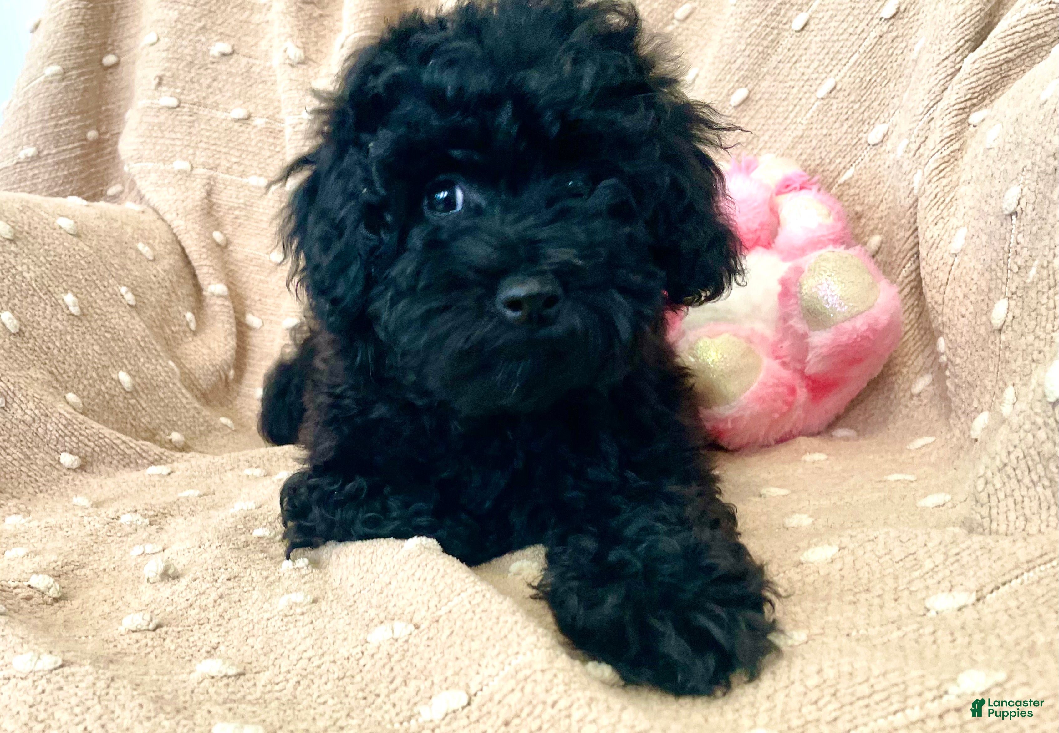 Mixed Breed dogs Blue - Ad 2