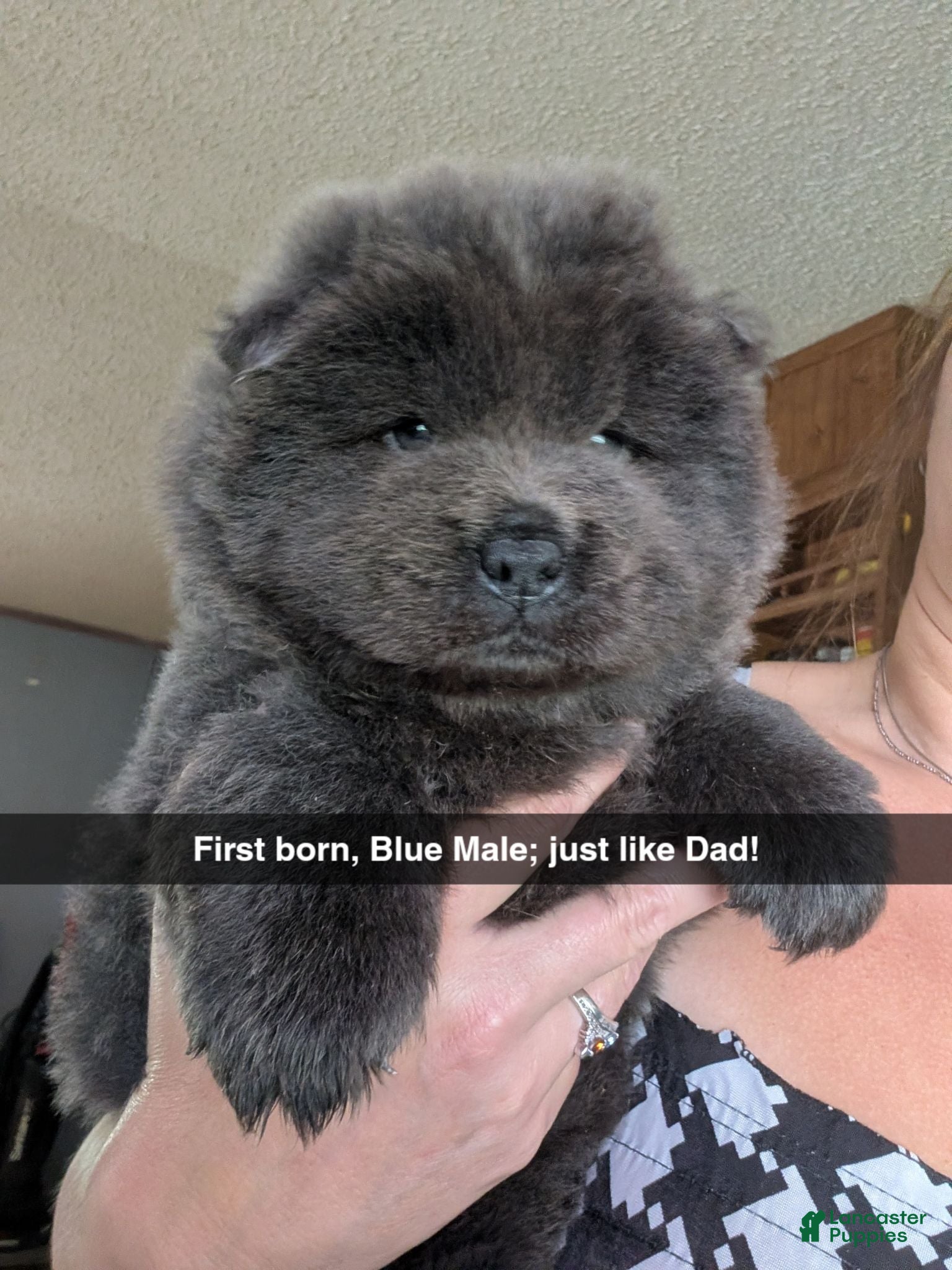 Chow Chow dogs Puppy 1 - Ad 12
