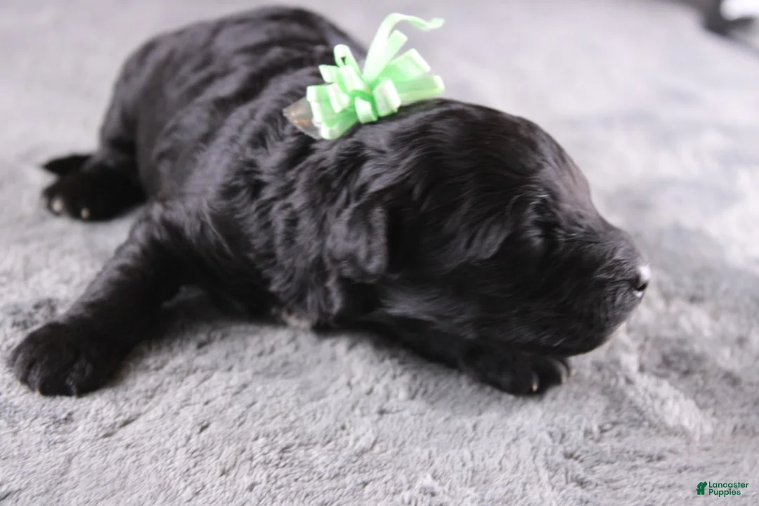 Mini Goldendoodle dogs for sale: Harmony - Ad 1