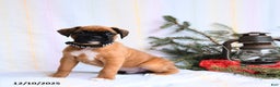 Boxer dogs for sale: Nutcracker - Ad 2