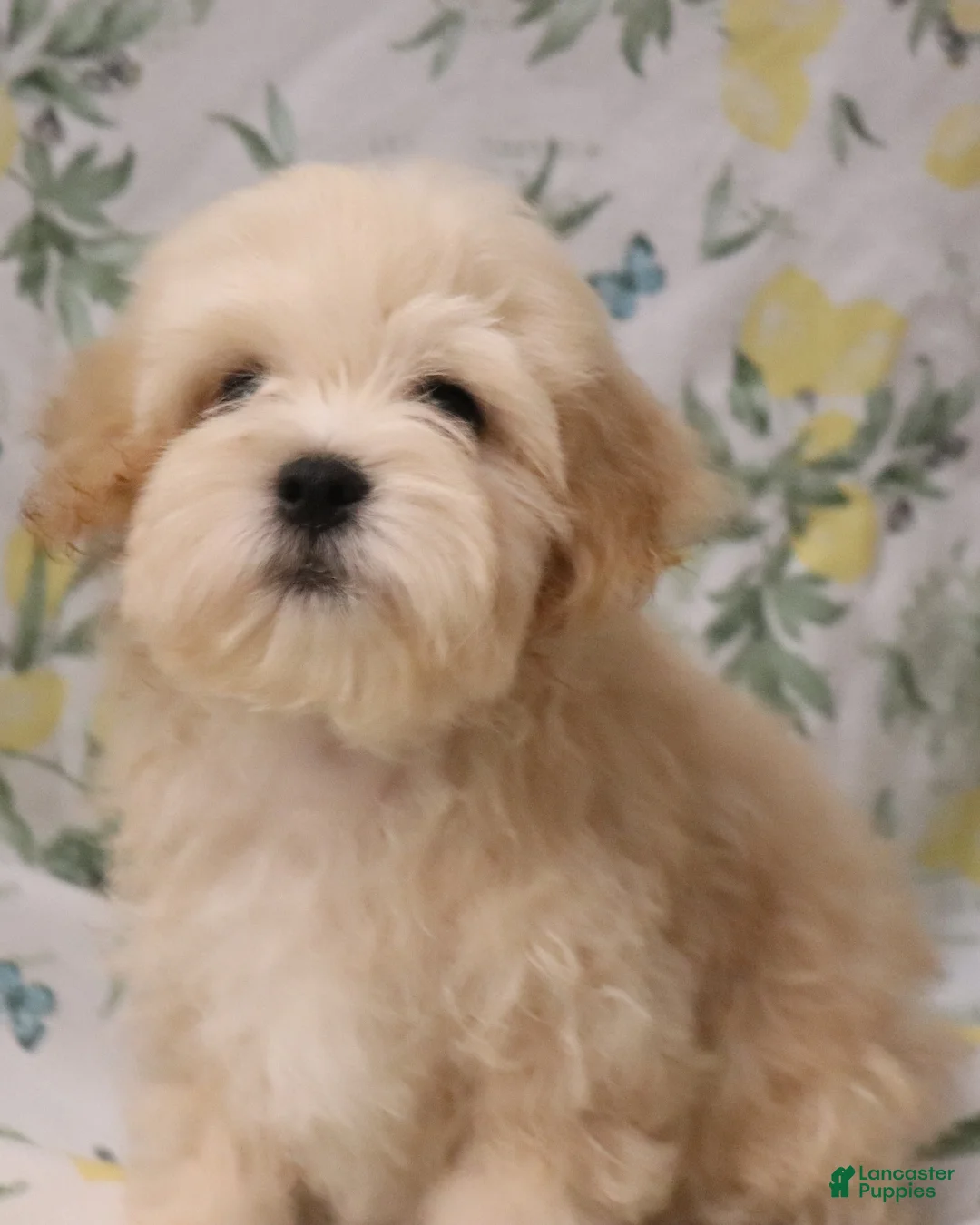 Shihpoo dogs for sale: Shihpoo 2 - "Cochi"  - Ad 2
