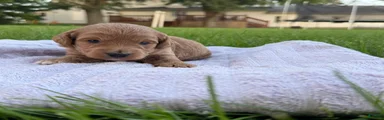 Jazz Mini Goldendoodle 