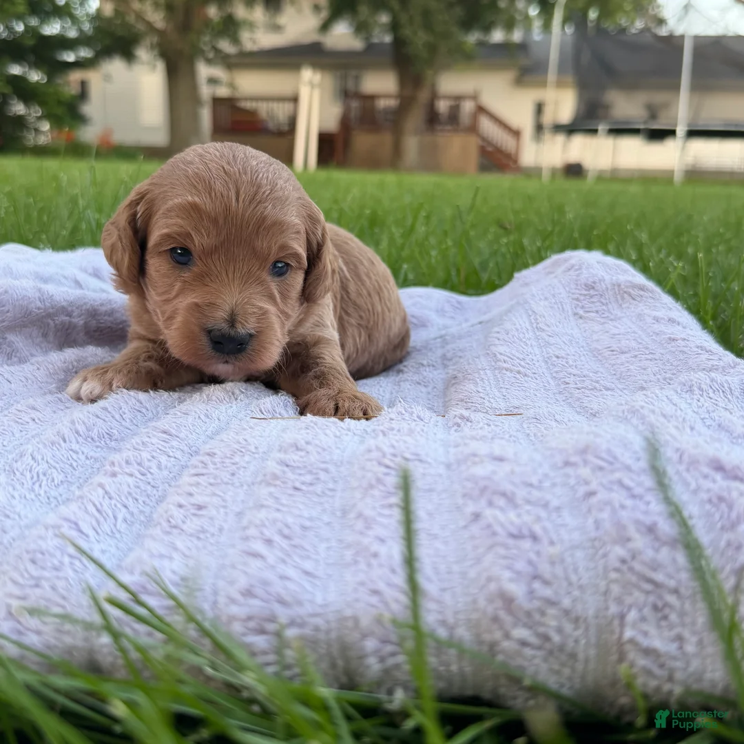 Mini Goldendoodle dogs for sale: Jazz Mini Goldendoodle  - Ad 1