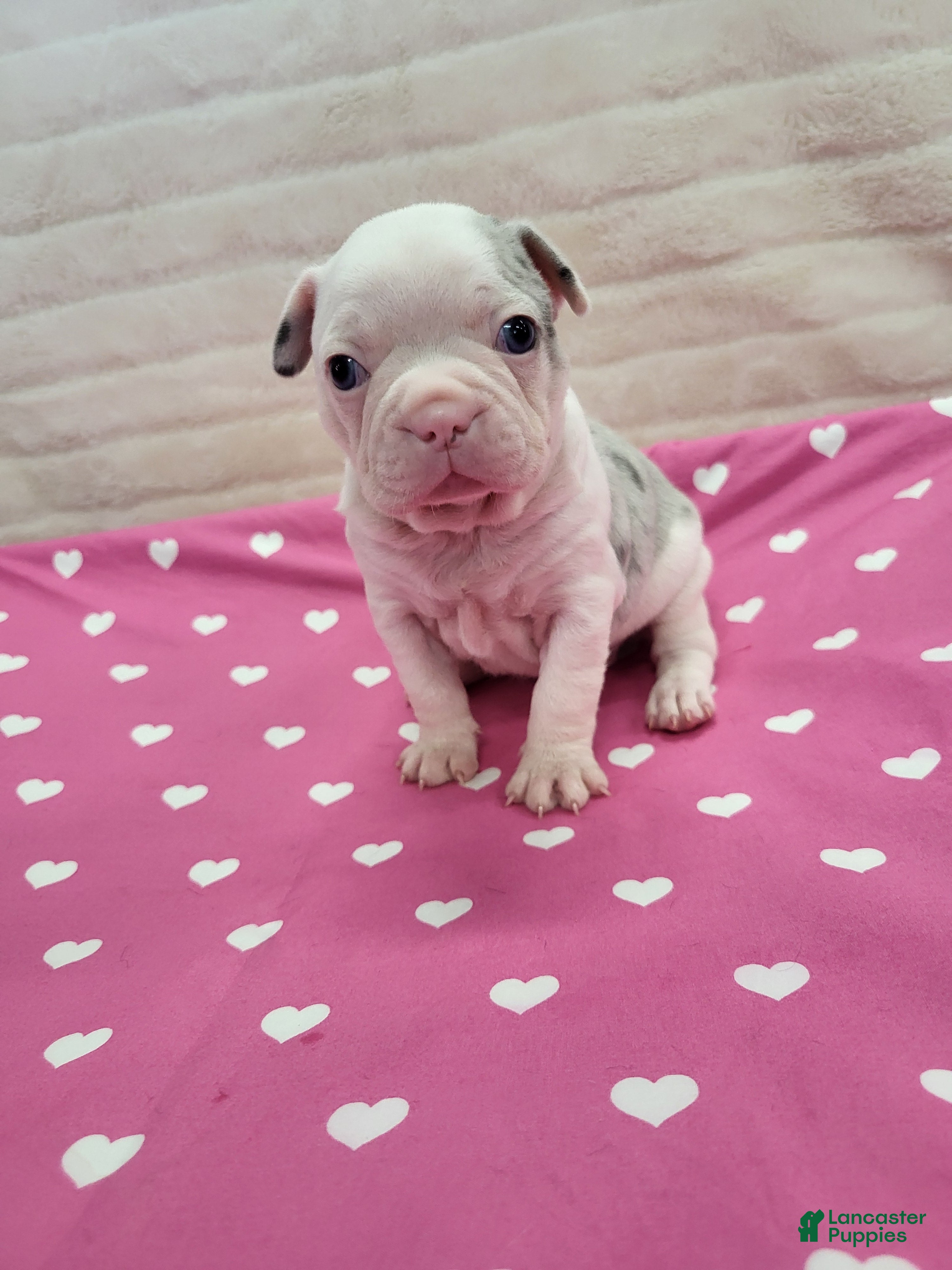 Frenchton dogs Donna - Ad 1