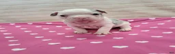 Frenchton dogs for sale: Donna - Ad 1