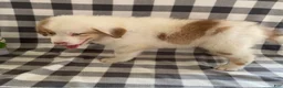 Australian Shepherd dogs for sale: Sammy - Ad 3