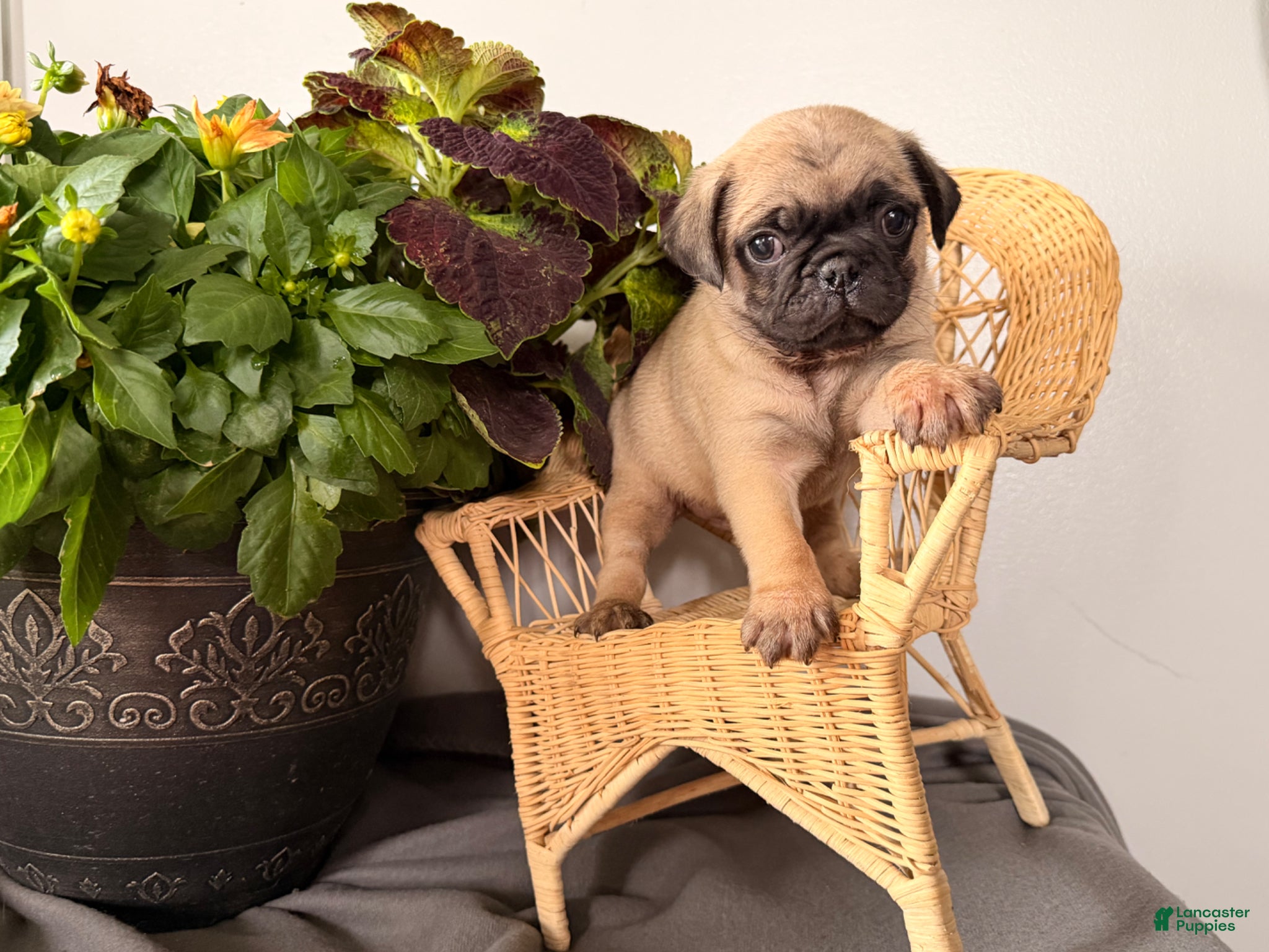 Pug dogs Popper - Ad 1