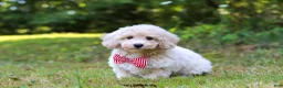 Bichpoo dogs for sale: Milo - Ad 9