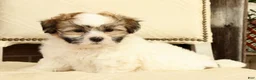 Shih Tzu dogs for sale: Brett - Ad 9