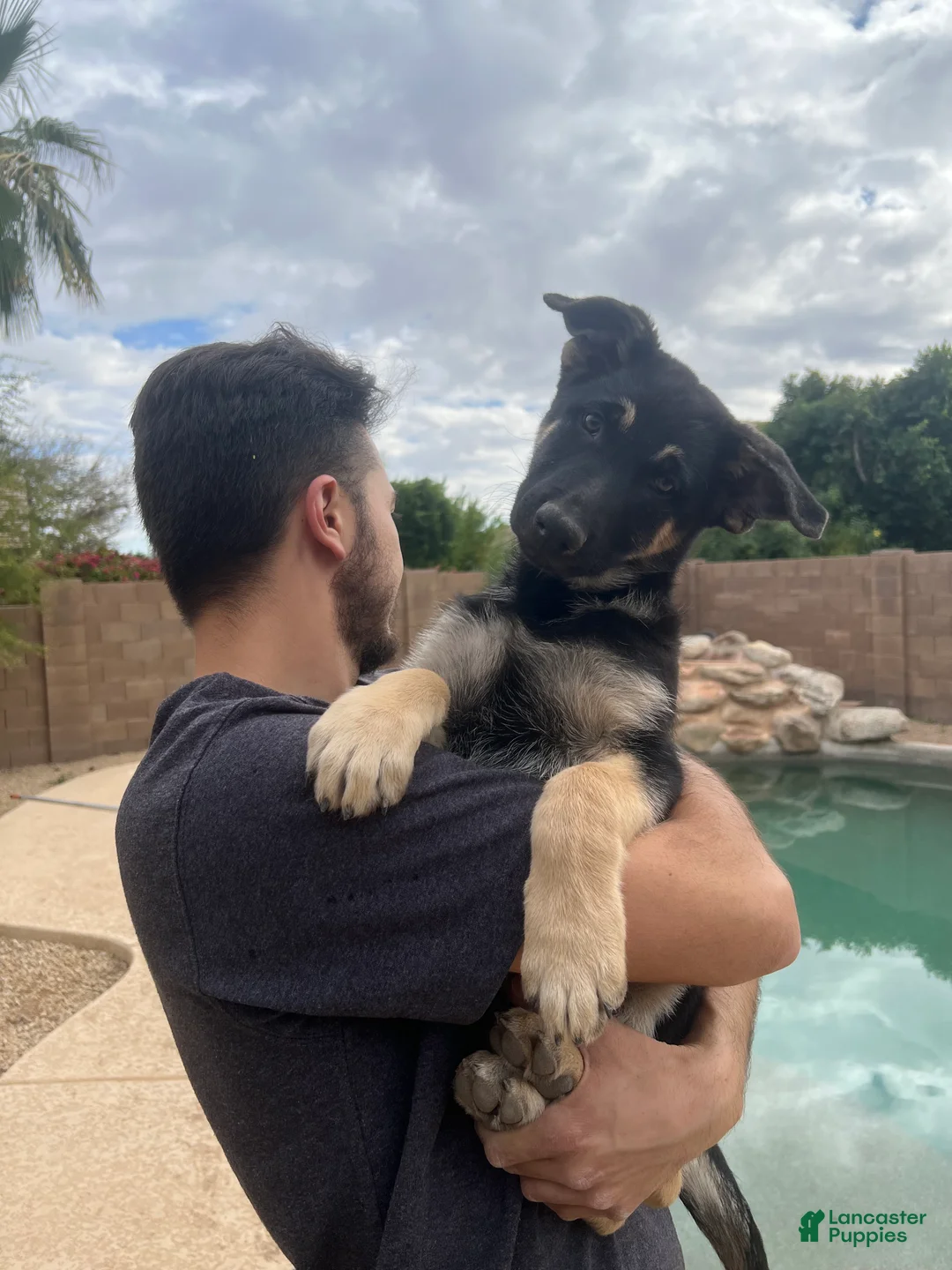 German Shepherd dogs for sale: German Shepherd Puppy 1 - Ad 1