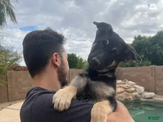 German Shepherd dogs German Shepherd Puppy 1 - Ad 1