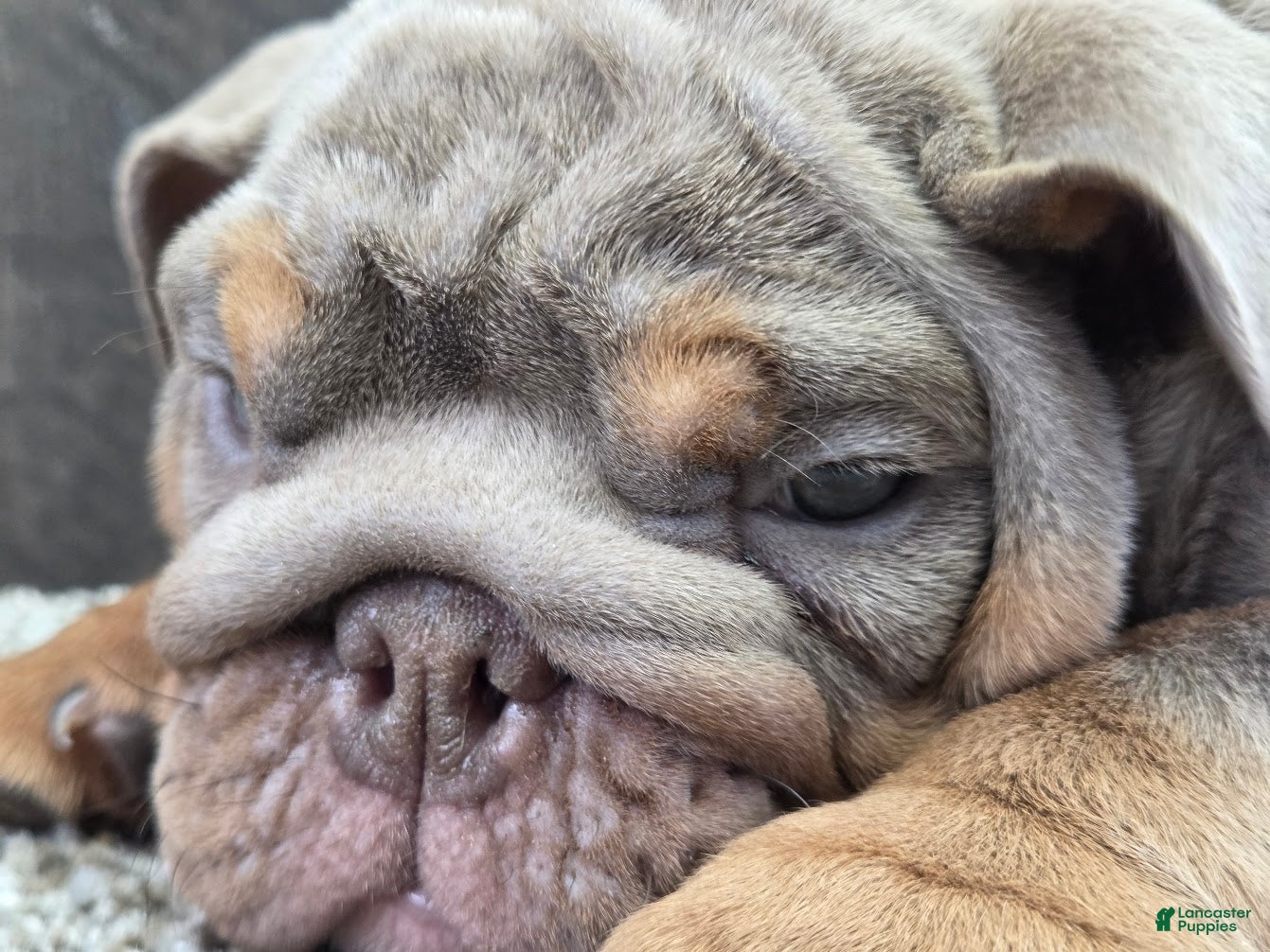 English Bulldog dogs Bertha - Ad 2