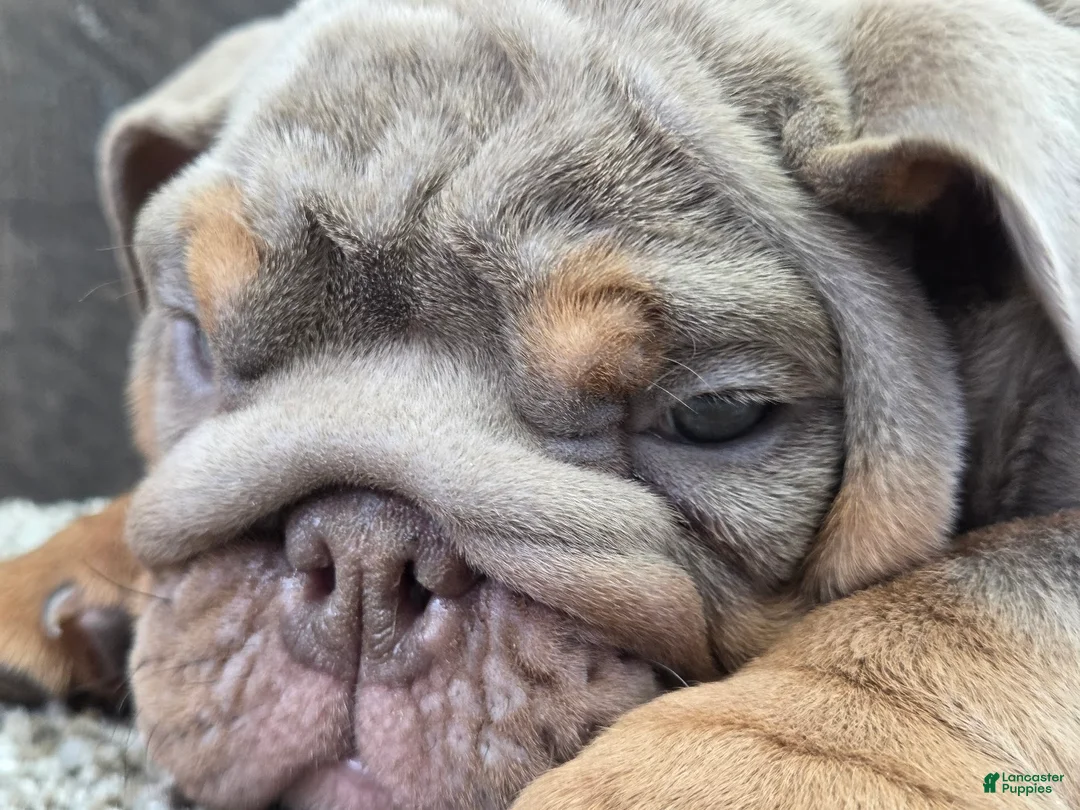 English Bulldog dogs for sale: Bertha - Ad 2