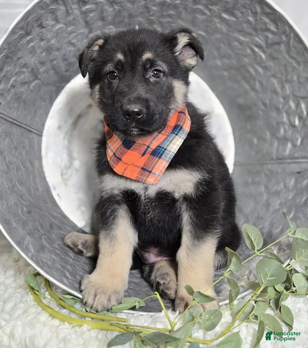 German Shepherd dogs for sale: Rowdy - Ad 2