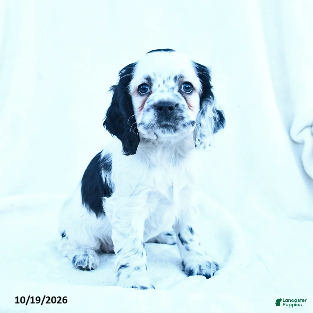 English Cocker Spaniel dogs for sale: Mia  - Ad 1