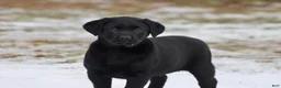 Labrador Retriever dogs for sale: Espresso  - Ad 2