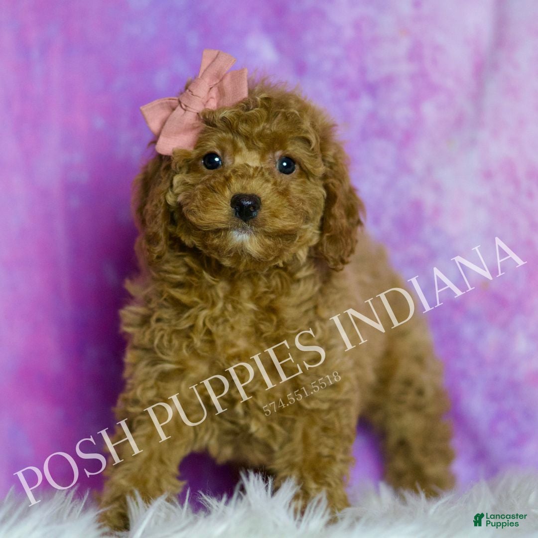 Cavapoo dogs Lavender Adorable F1B Champion Line Cavapoo - Ad 1