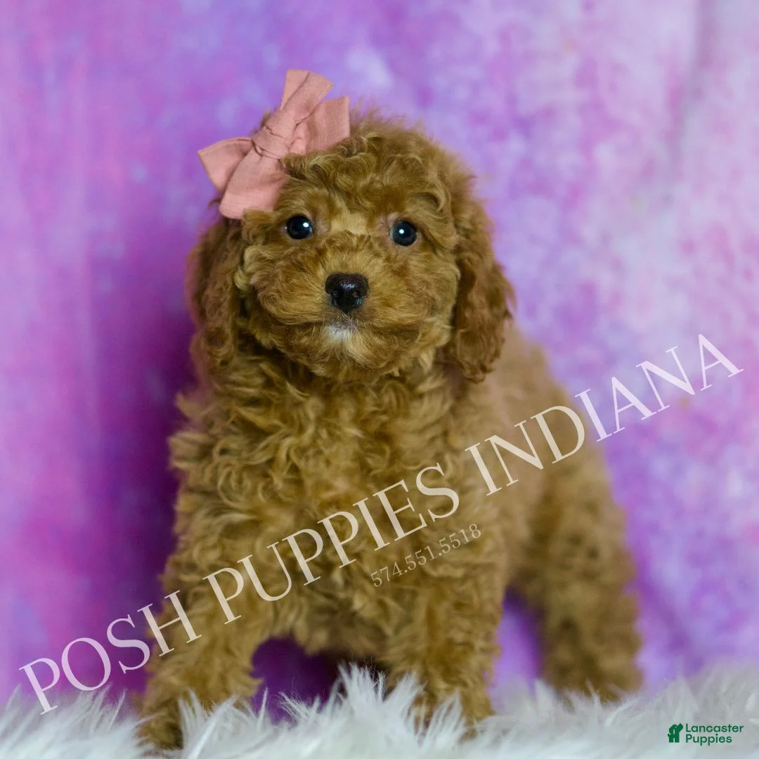 Cavapoo dogs for sale: Lavender Adorable F1B Champion Line Cavapoo - Ad 1