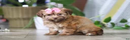 Havanese dogs for sale: Bella - Ad 4