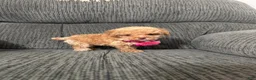 Toy Poodle dogs for sale: Toy Poodle 1 - Ad 3