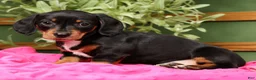 Miniature Dachshund dogs for sale: Jenny - Ad 2