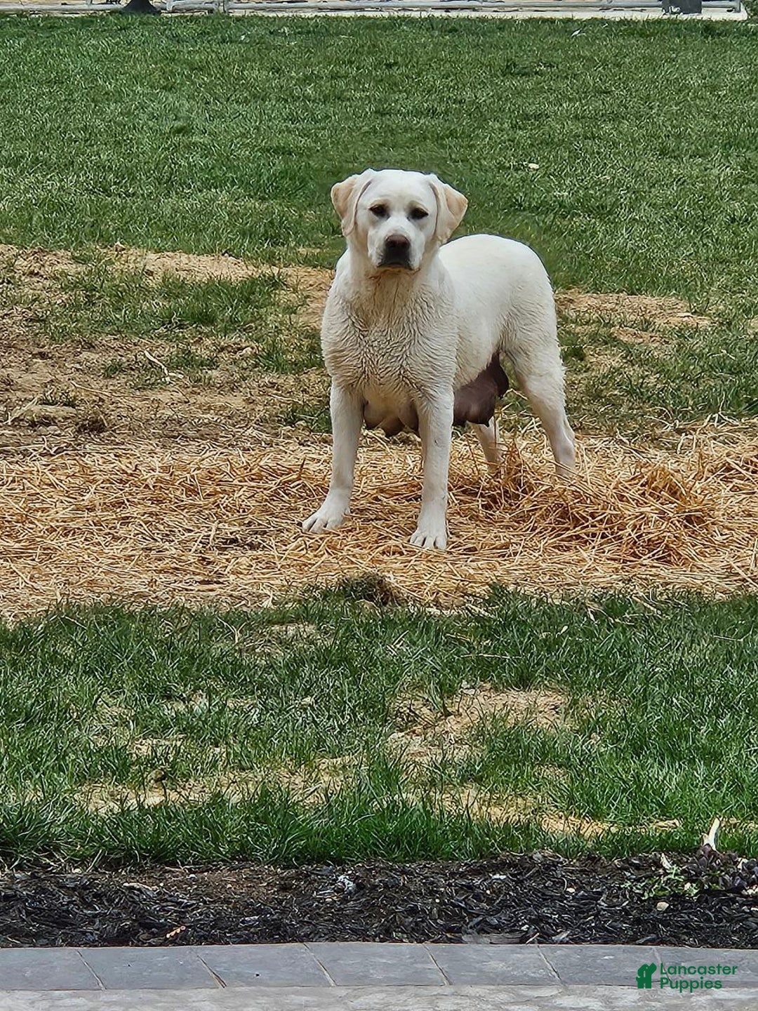 Labrador Retriever dogs for sale: Snow white  - Ad 3