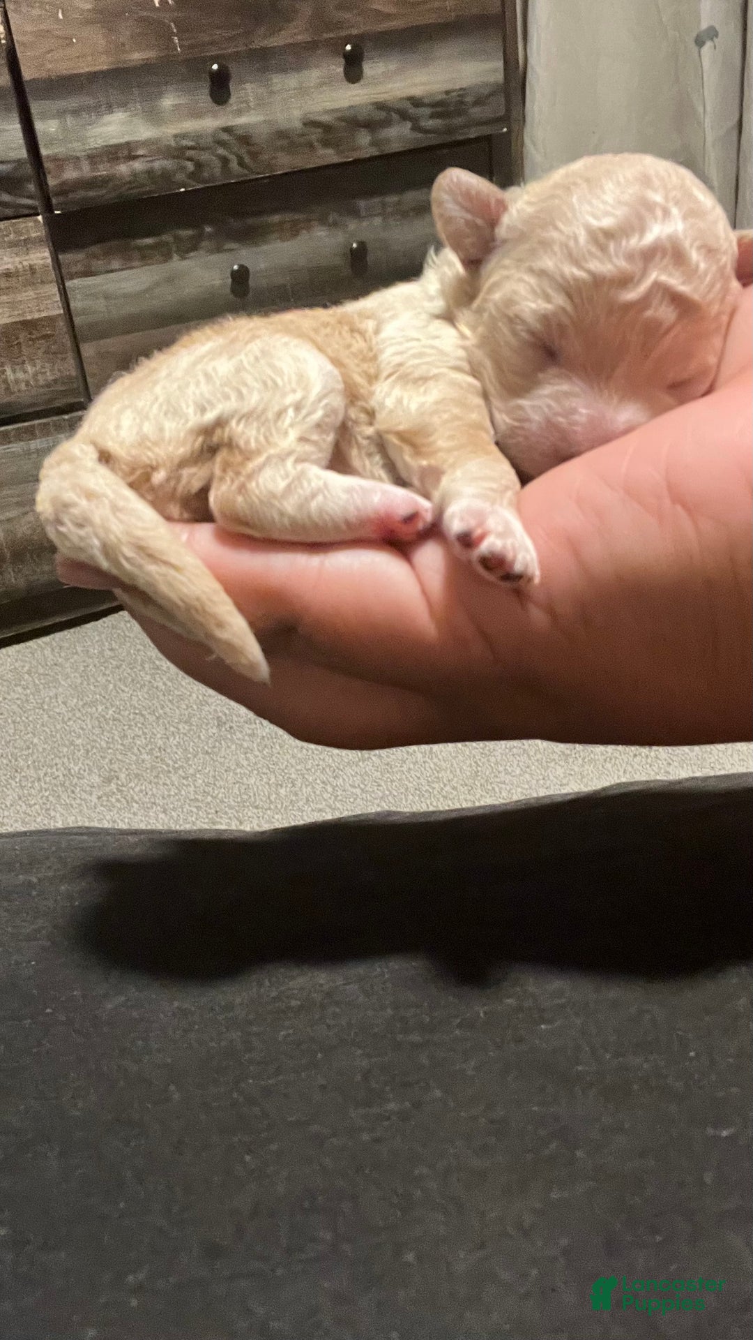 Bichpoo dogs for sale: Harlow - Ad 5