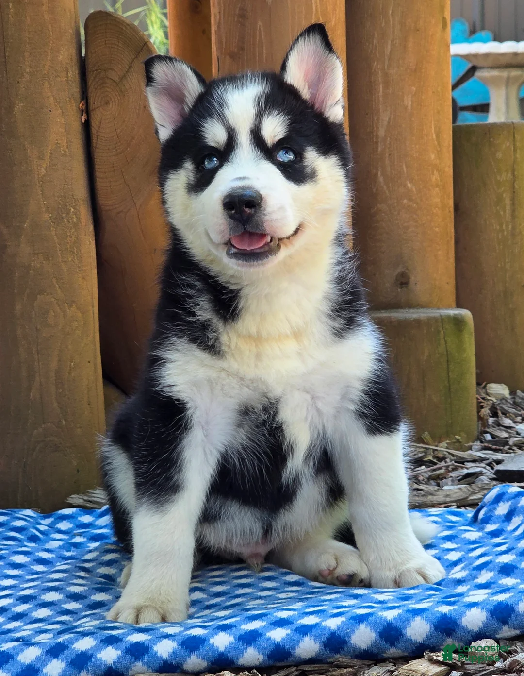 Siberian Husky dogs for sale: Freddie - Ad 2