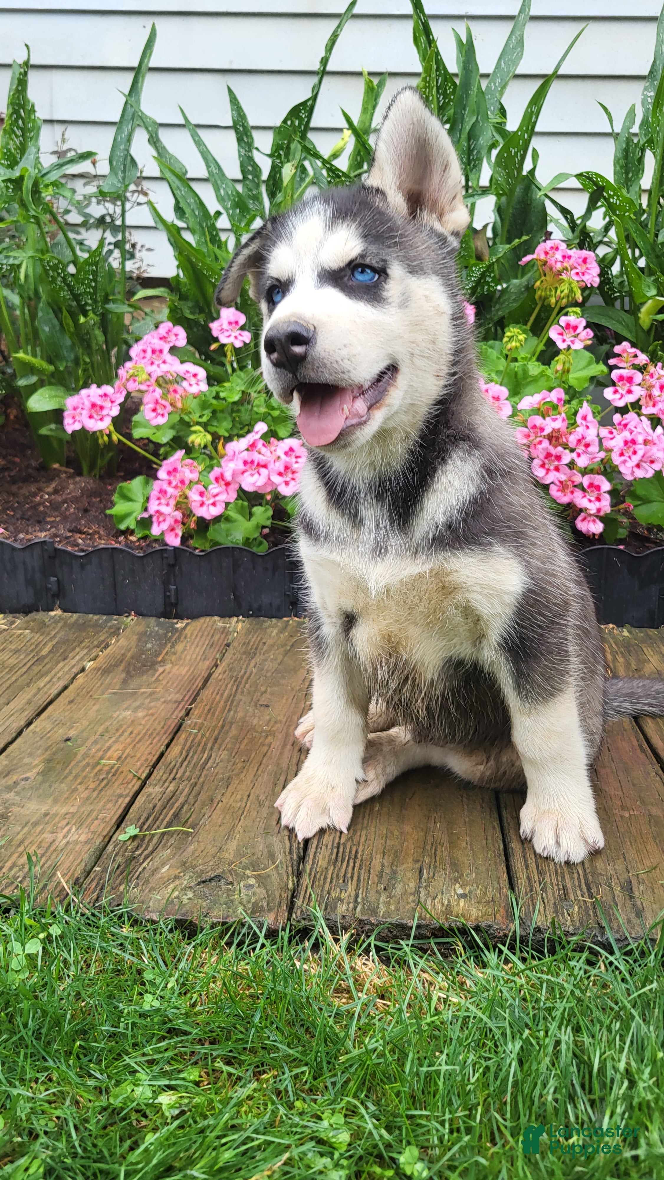 Siberian Husky dogs for sale: Jackson - Ad 1
