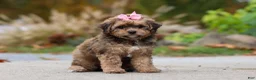 Bichpoo dogs for sale: Sadie - Ad 6