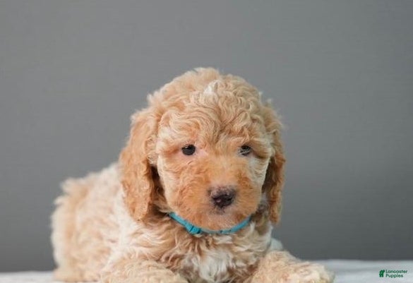Toy Poodle dogs Toy Poodle Puppy 1 - Ad 20
